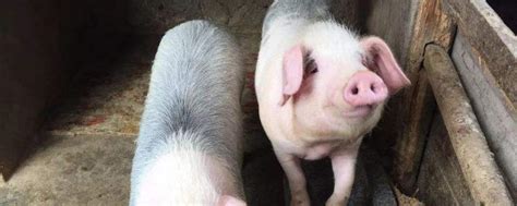 世界上最重的猪有多少斤，是什么品种的猪？-农百科