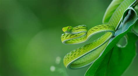 绿色蛇图片、十大常见和不常见的绿色蛇类图片大全_蛇的图片_毒蛇网
