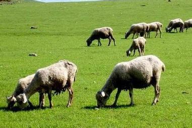十二生肖羊的寓意英文版,十二生肖羊的寓意：温暖、和睦与繁荣的象征_奇缘阁算命网