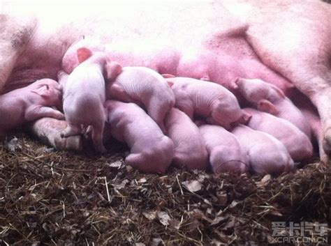 澳大利亚农村的仔猪喂养高清摄影大图-千库网