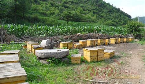 在养蜂人的手中蜂巢里有蜂蜜和蜂高清图片下载-正版图片506194179-摄图网