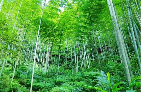 中国十大名贵竹子图片-园林杂谈-长景园林网