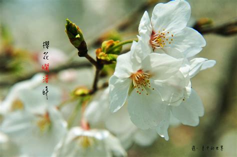 【樱花烂漫时摄影图片】武汉大学校园生态摄影_就在前方，我要去