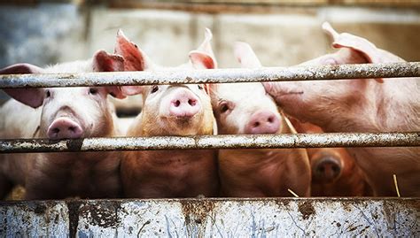 猪价上涨温氏股份频获调研，猪场总产能达3500万头|界面新闻 · 证券