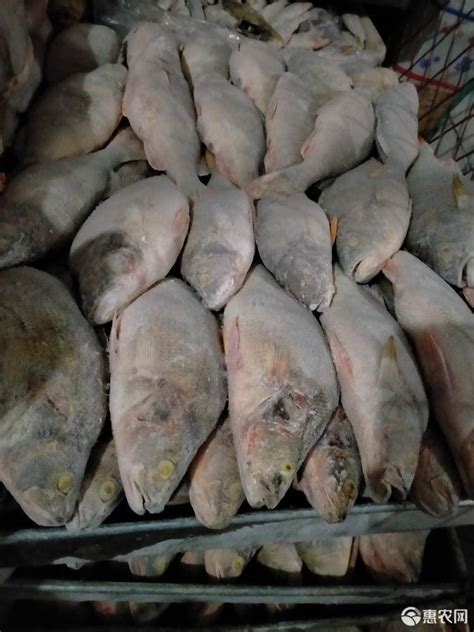 [淡水鲈鱼批发] 鲜活、冷冻鲈鱼，可批发供应市场酒店超市价格10元/斤 - 惠农网