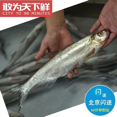 丹江口翘嘴鲌鱼（350g-400g） - 春播