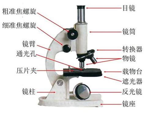 显微镜的使用方法、结构图及放大倍数-西域-西域