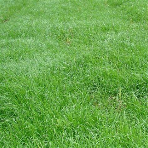 草坪一平方米撒多少草籽-江苏长景园林