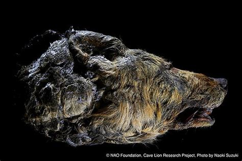 西伯利亚发现4万年前冰河时期巨狼断头 巨狼长着像猛犸一样_奇象网