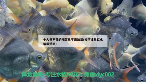 十大最好养的热带鱼 养不死的热带鱼排名_东方养生频道_东方养生
