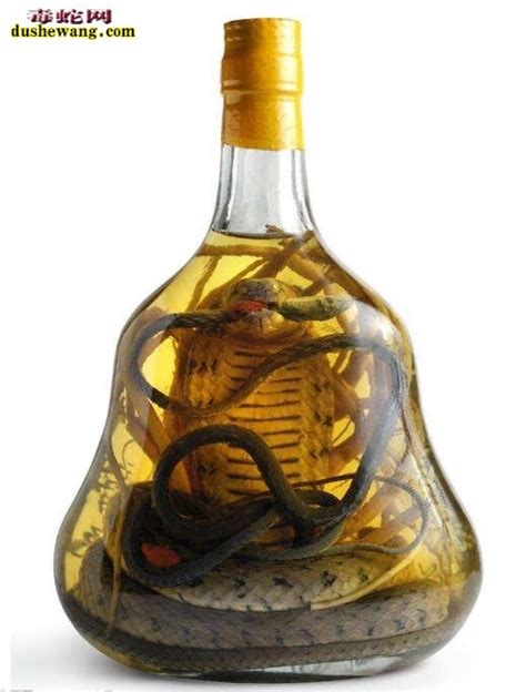 实拍：广西岑溪人专业泡蛇酒制作过程！【带视频】_蛇酒_毒蛇网