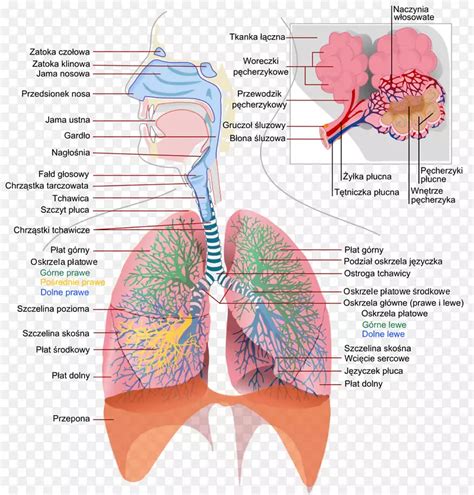 昆虫呼吸系统呼吸解剖PNG图片素材下载_图片编号2536211-PNG素材网