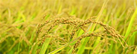 广西是世界水稻起源地，16000多年前曾出现稻类遗迹-广西力拓米业集团有限公司