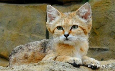 狞猫摄影图__野生动物_生物世界_摄影图库_昵图网nipic.com