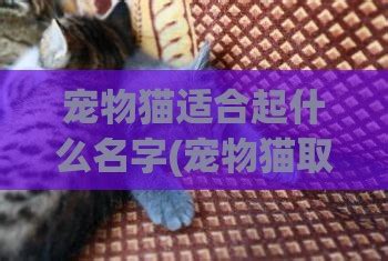 宠物猫名字大全萌萌哒可爱(好听的宠物猫名字 萌萌哒)-小猫百科资讯-分享库