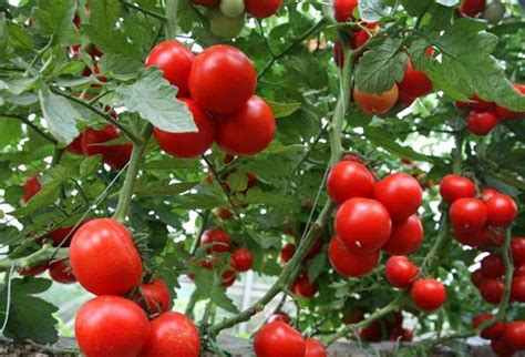 番茄种植，如何压蔓控制株苗旺长？用好一个小技巧，茄果压弯枝_植株