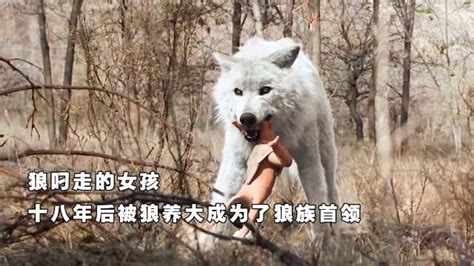 狼叼走的女孩，十八年后被狼养大成为了狼族首领_腾讯视频