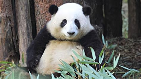 视频直播 | 卖萌耍宝！德报全天探营“国宝”大熊猫的德州幸福生活_德州新闻网