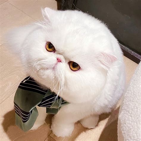 非主流相亲猫头像