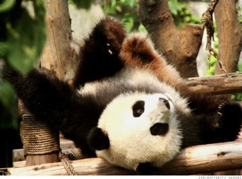 濒临灭绝的物种那么多，为什么大家独爱性冷淡的熊猫？ - 知乎