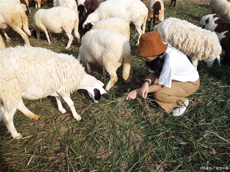 小麦和玉米喂羊哪个好？它们的喂羊方法是什么？养殖户要知道