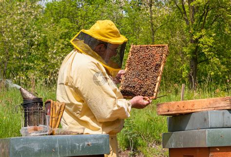 养蜂人正与蜜蜂和蜜一起工作在养蜂上高清图片下载-正版图片504615422-摄图网