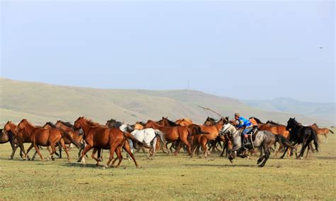 科尔沁右翼前旗人民政府-烈烈追风蒙古马