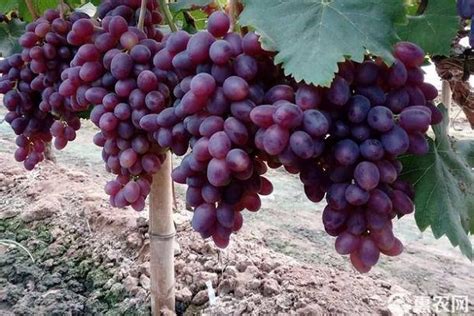 巨宝特早葡萄品种简介,早巨宝葡萄简介,蜜光葡萄品种介绍_大山谷图库