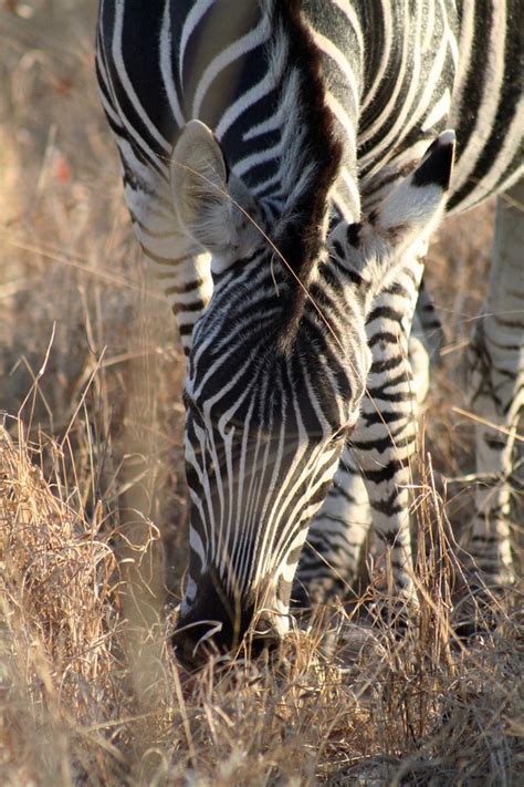 哺乳动物动物斑马非洲野生动物自然图片免费下载_动物素材免费下载_办图网