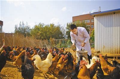 生鸡养殖场除臭被忽视，鸡舍变成毒气室。 - 知乎