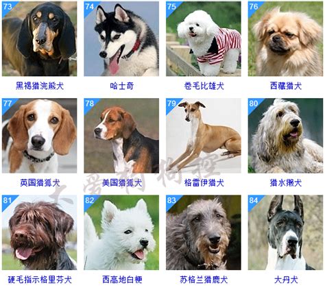 犬类智商排名 狗的品种大全及名字_宠物百科 - 养宠客