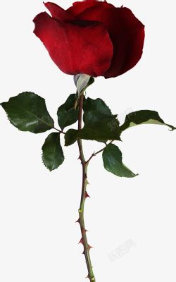 玫瑰的刺学名叫什么,玫瑰是皮刺还是茎刺,臭菜的学名叫什么_大山谷图库