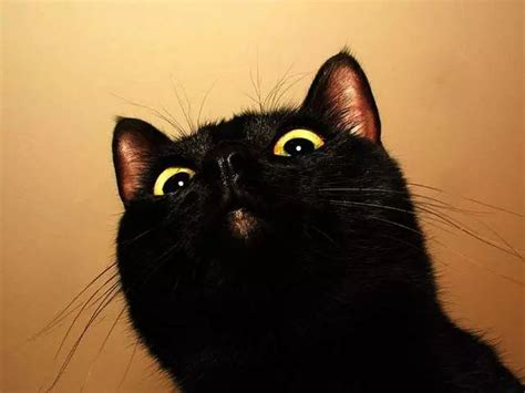 黑猫叫什么名字好听,黑色奶猫名字_2345实用查询
