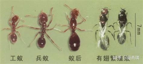 我国白蚁分布及重要危害种类_嘉洁森环境