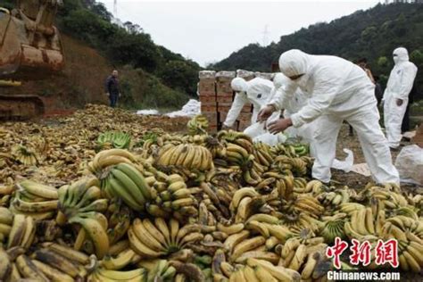 深圳销毁问题香蕉 网友：人吃了会怎样？ | 北晚新视觉
