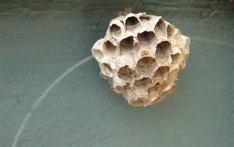 生活小常识：蜂房的功效与作用 - 装修保障网