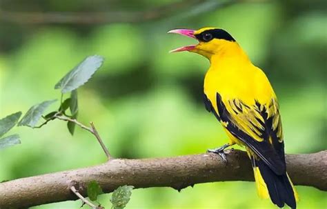 黄鹂鸟寓意和象征意义是什么-百度经验