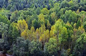 中国最大的原始森林，森林面积达到了717万公顷 - 风君娱乐新闻