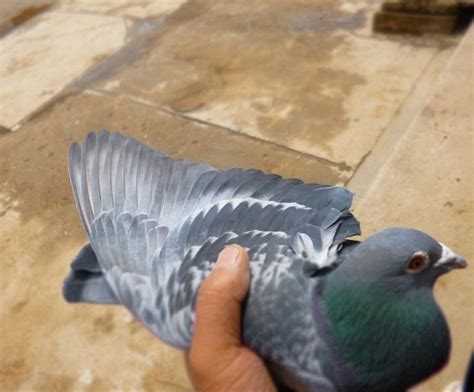认识粉颈绿鸽，世界上最美丽的鸽子_绿色_物种_灰色