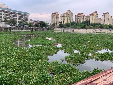海南省保亭县开展清理水浮莲整治行动-国际环保在线