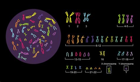 一条9号染色体异染色质增加和一条21号染色体随体增大；小Y是什么意思？ - 知乎