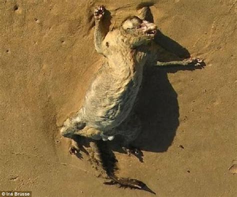 澳洲悉尼迪怀海滩发现不明生物尸体 动物专家估计其实是刷尾负鼠 - 神秘的地球 科学|自然|地理|探索