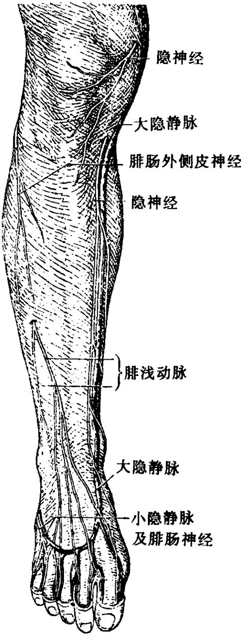 小隐静脉解剖图图片