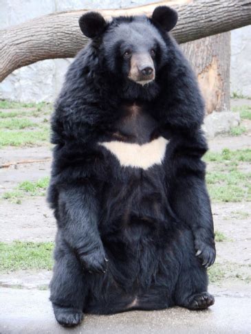熊被质疑是“人假扮”？！杭州动物园最新回应 - 杭州辟谣网_杭州网-杭州媒体网站联合辟谣平台