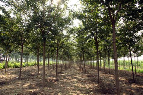 张掖市林业和草原局-高台：严把出圃苗木质量关 确保造林成活率