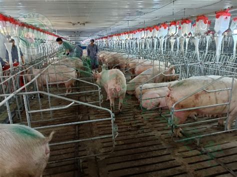 母猪配种|母猪养殖技术|猪场繁育管理 - 生猪全产业链垂直门户资讯网站！