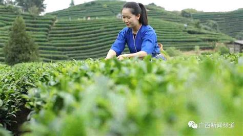 茶香四溢飘千里 布央生活甜如蜜|茶叶|阿秀|侗族_新浪新闻