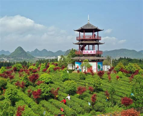 初春踏青好去处：清镇市红枫湖镇_茶园_美景_地址