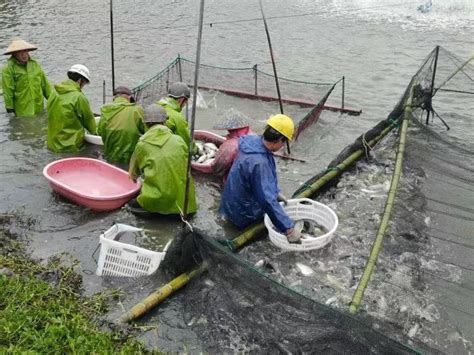 网箱养鱼的管理-水产养殖实用技术
