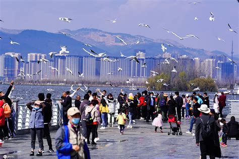 云南昆明：市民到海埂大坝喂鸥观景